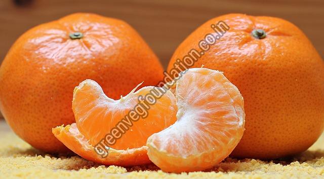 Export Quality Fresh Orange from Green Veg Foundation(NGO)