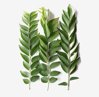 CURRY LEAF FROM PRAMODA EXIM CORPORATION from PRAMODA EXIM CORPORATION