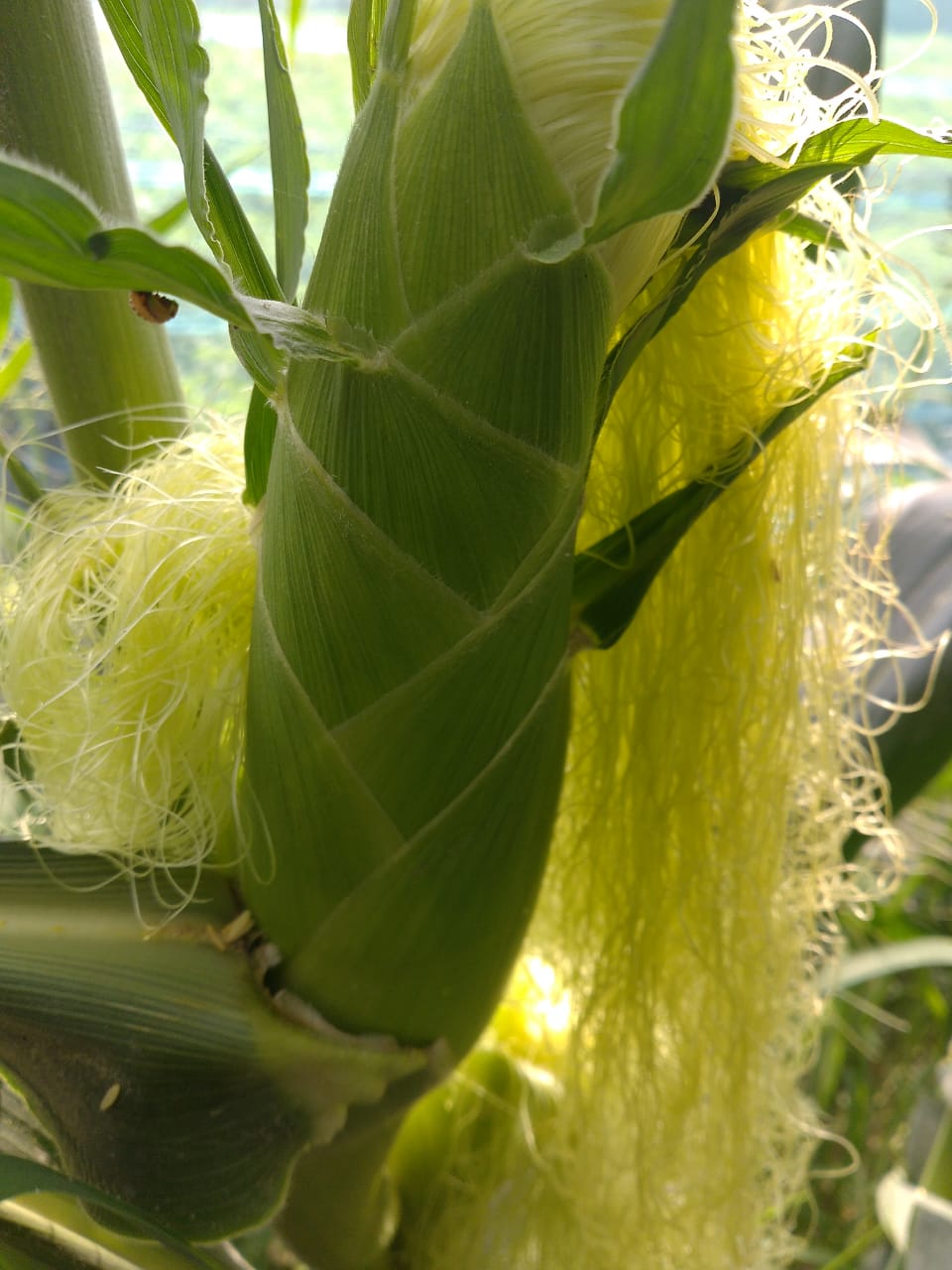 Sweet corn  from Vikas Verma 
