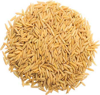Best Quality Rice Paddy from Mr RKR Creativity