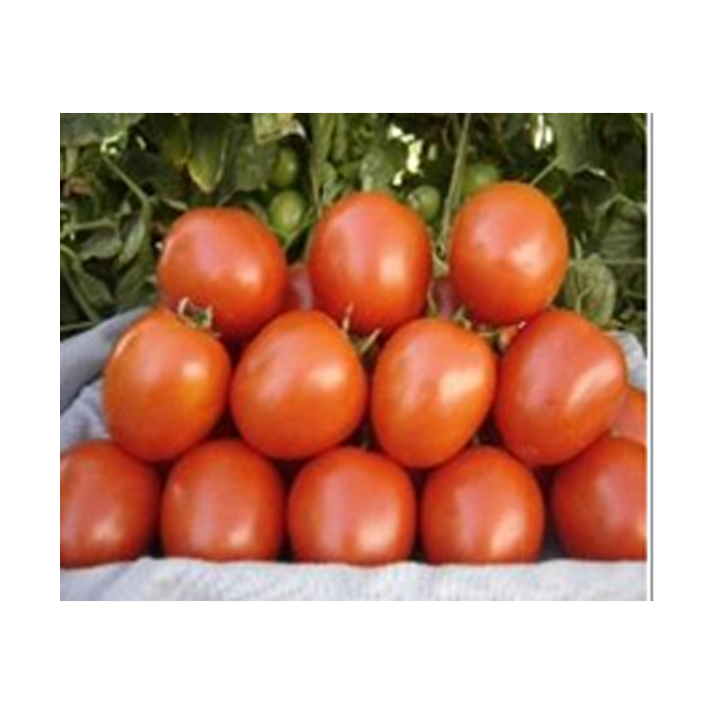  Tomato Namdhari - NS-592 , NS-538 , NS-526 from KissanPro