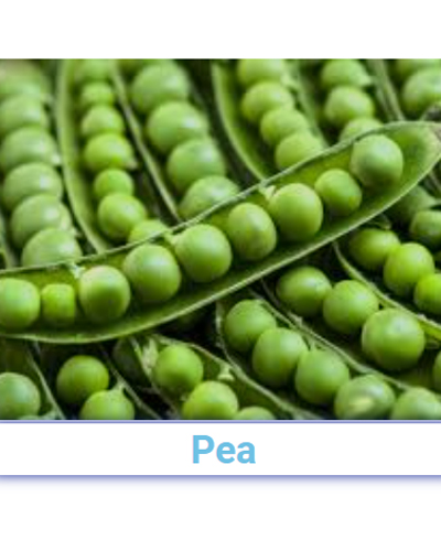 Fresh Green Peas - Pan India from SRG EXIM