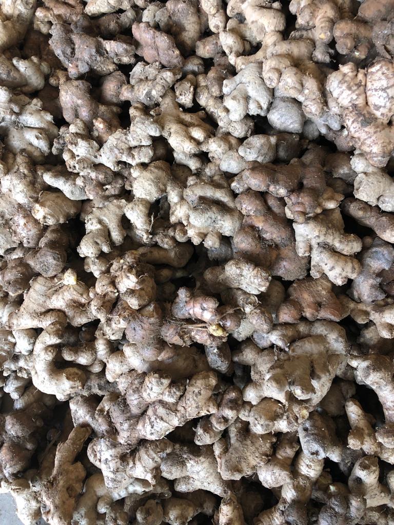 A Grade Fresh Ginger, Loose at Best Price from Rohini Exim (India)