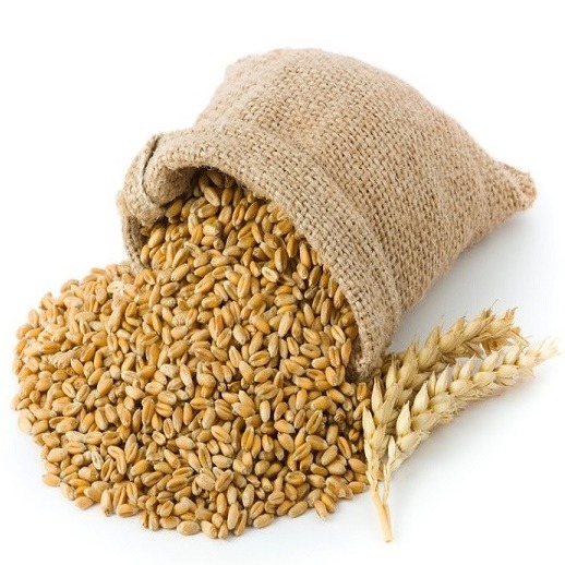 Best Quality Wheat Grains 