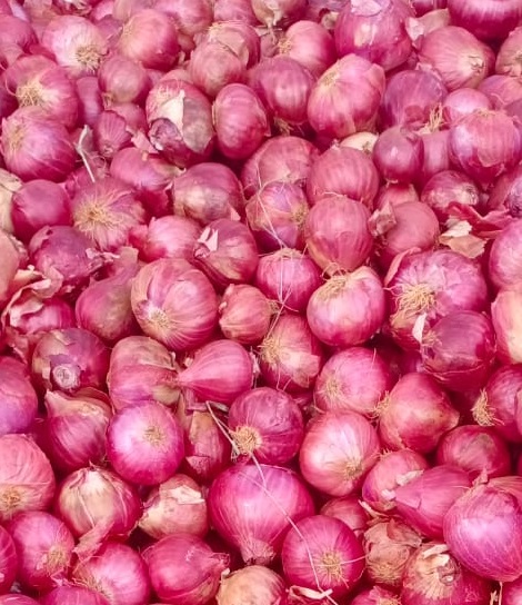 35mm Export Quality Onion from V Traders 