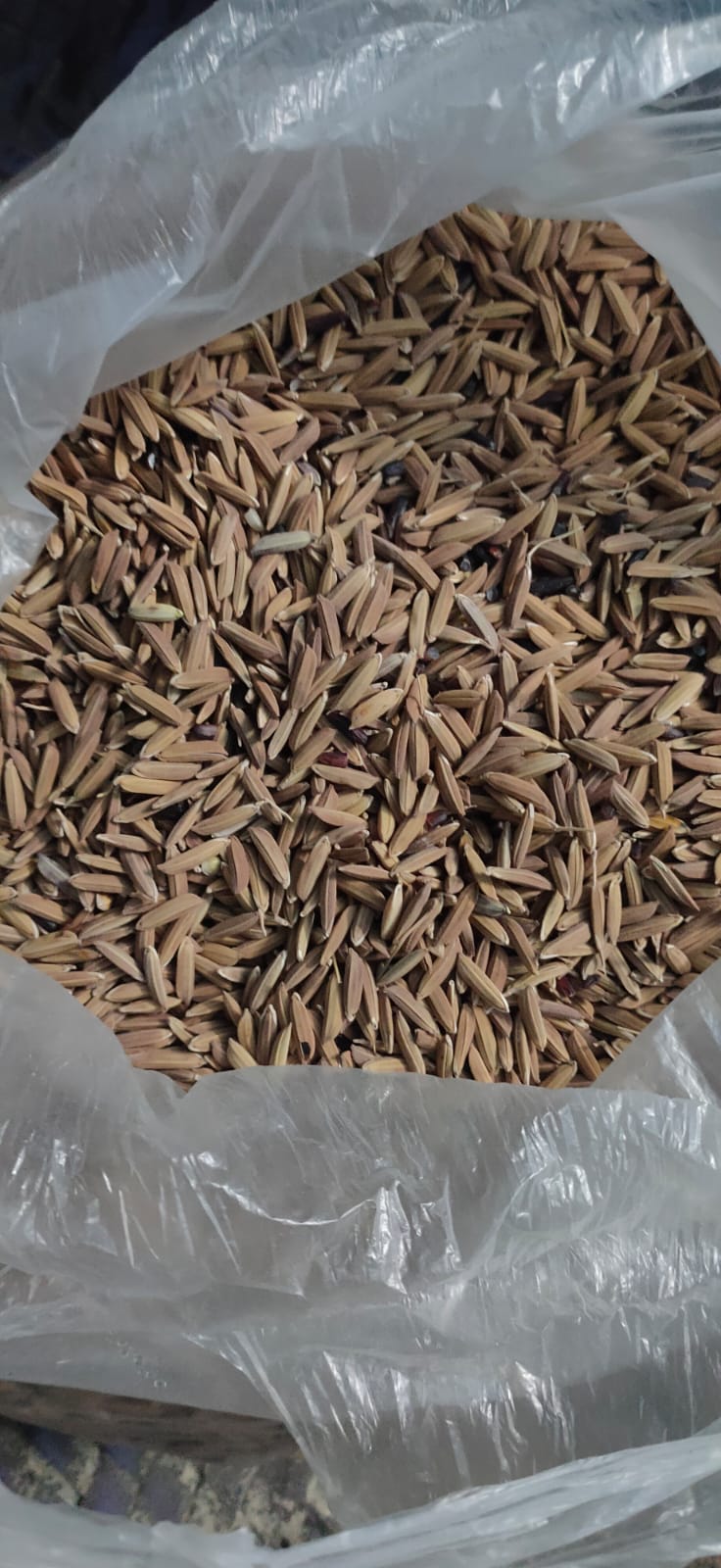 Black Rice Seeds From Chandibhata Organic LIfe FPCL from Chandibhata Oraganic life FPCL