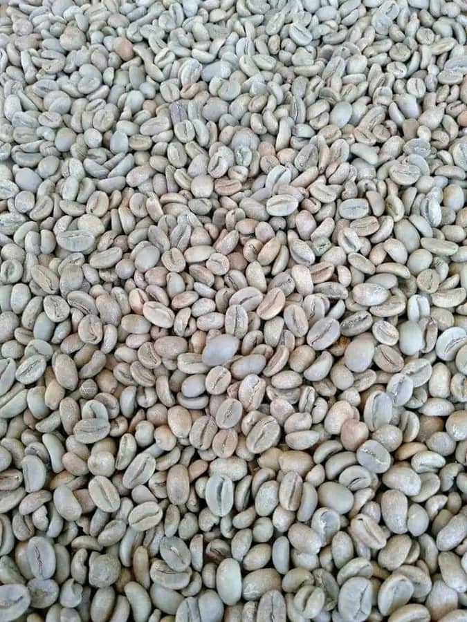 Export Quality Ethiopian Coffee Beans from SARA BERHANU Import and Export PLC