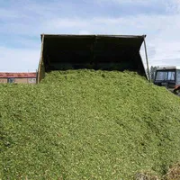 Super Nourishing Corn Silage 