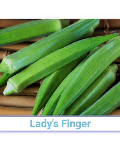 A Grade Fresh Lady's Finger - Pan India from SRG EXIM