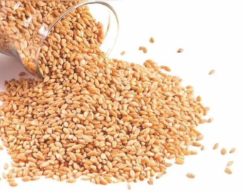 Wheat from Banik & Tarek Export