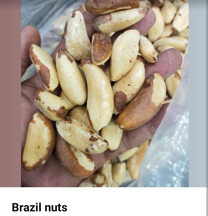 A Grade Brazil Nuts from Riddhi Dry Fruits