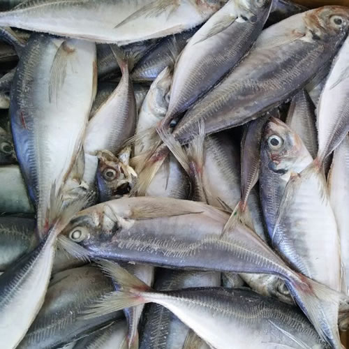 Frozen Horse Mackerel Fish 