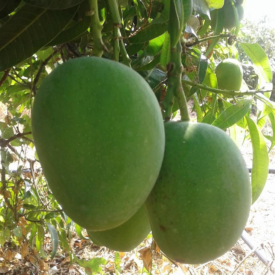 Best Quality Fresh Alphonso Mangoes from WINTERFRESH (EXOTIC)