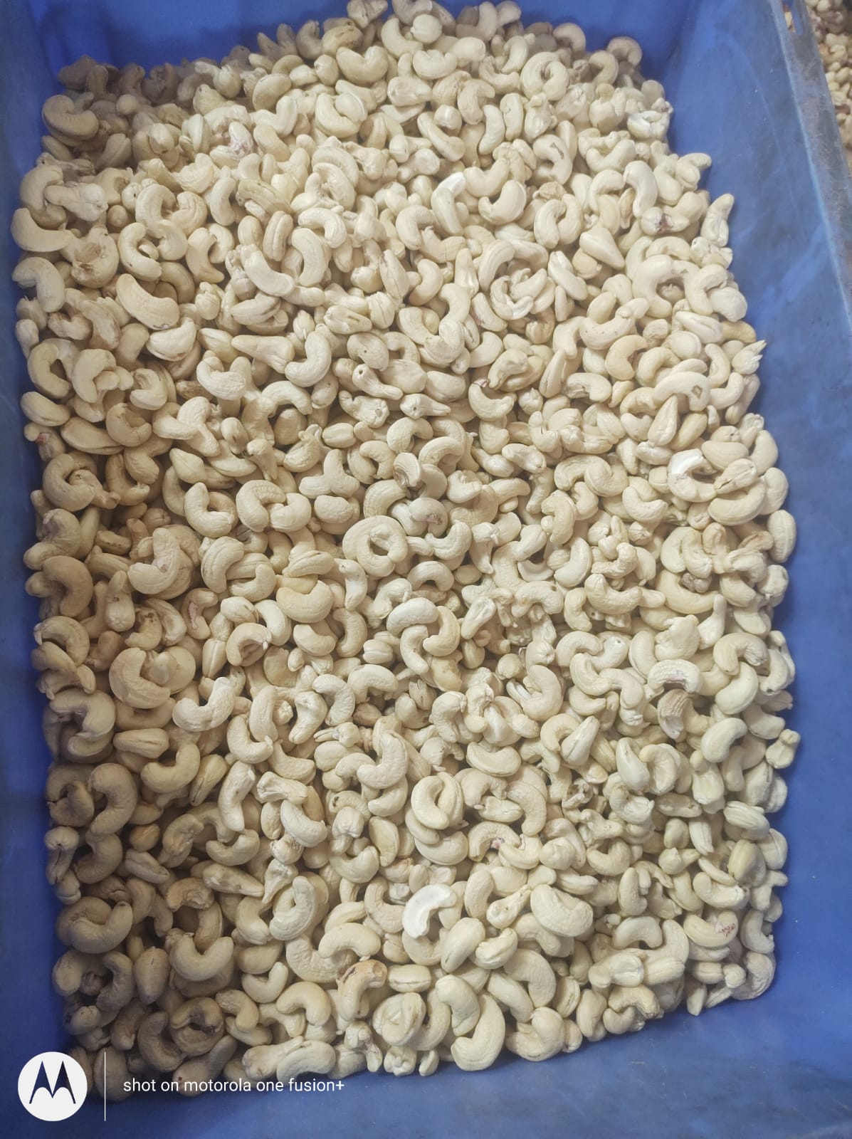 Top Quality Cashew Nuts  from Gunatraders