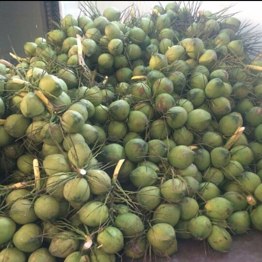 Solid Whole Tender Coconut from Sai Ram Traders