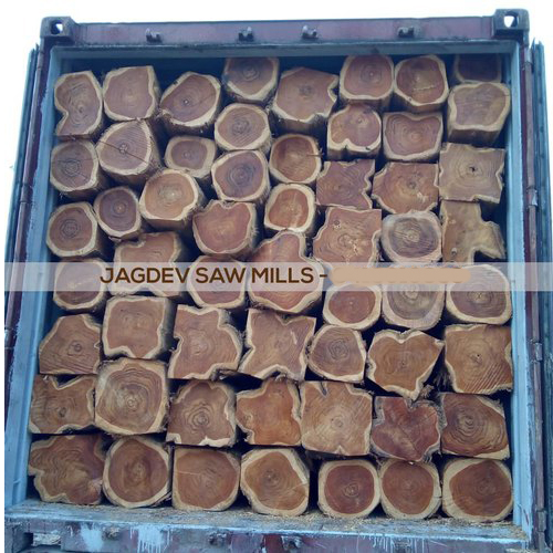 8' Brown Colombian Teak Wood Log from Jagdev Saw Mills