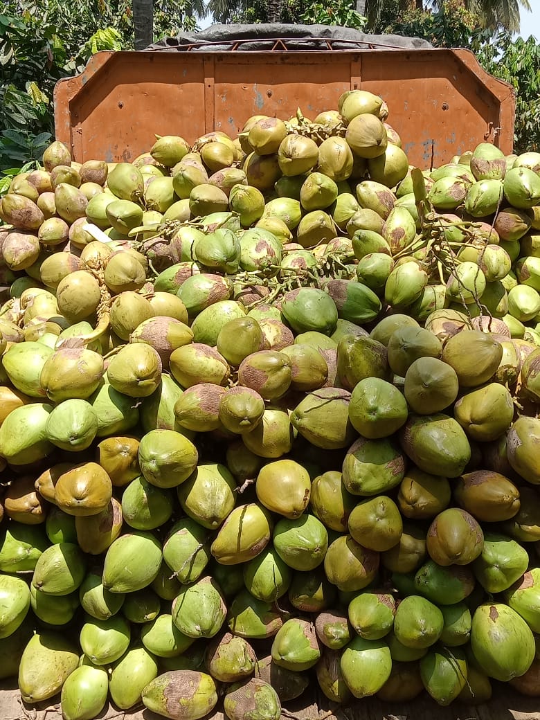 Export Quality Regular Size Tender Coconut from Sri Mahalakshmi Coconuts