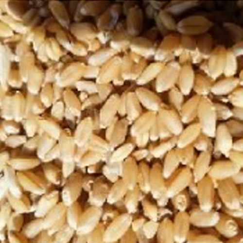 Natural Wheat Seeds from Dhanraj World of Export