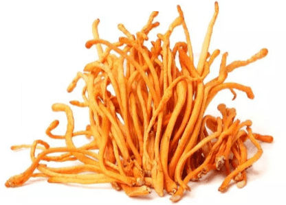 Cordyceps Mushrooms from BIOBRITTE AGRO SOLUTIONS PRIVATE LIMITED