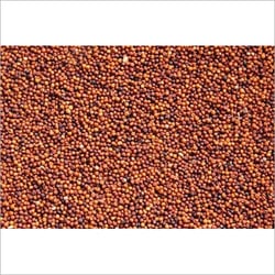 Best Quality Ragi Seed from Sri Guru Krupa Traders