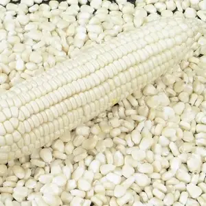 White maize 