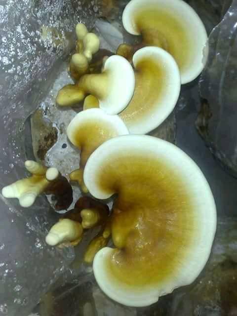 Ganoderma Mushrooms from BIOBRITTE AGRO SOLUTIONS PRIVATE LIMITED
