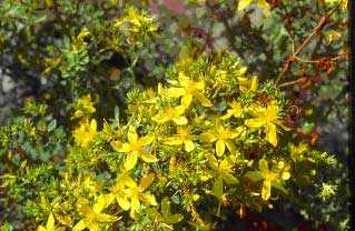 Hypericum perforatum-St. John's Wort seeds for sale from JKMPIC-Seed Store