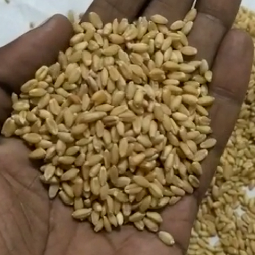 A Grade Wheat From Orange Basket