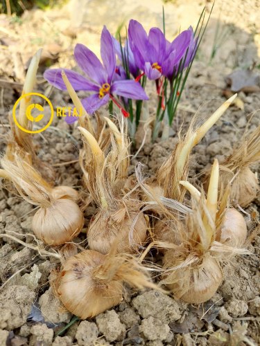 Kashmiri Saffron Bulbs from Retaj Agro Farm