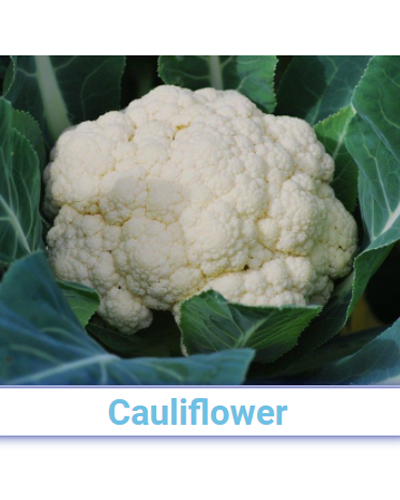 Fresh A Grade Cauliflower - Pan India  from SRG EXIM