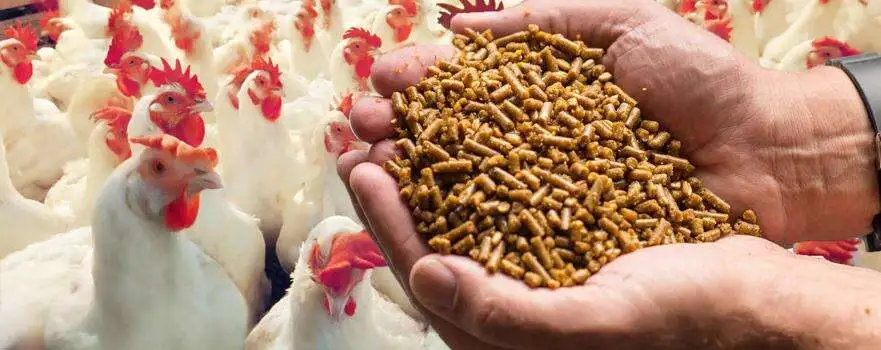 Buy Broiler Chicken Feed Wholesale, from MWC FEEDS Z.O.O