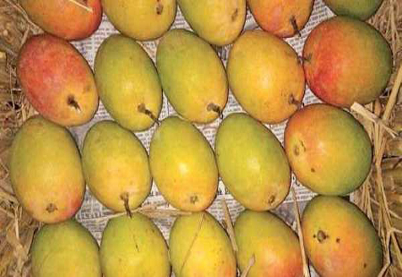 Yellow Natural Export Quality Mango From Human Consumption from Harsha & Co