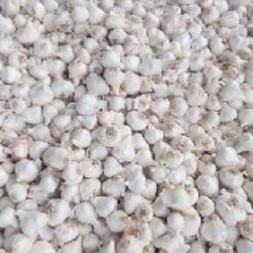 Pure White Fresh Garlic from Dhanraj World of Export