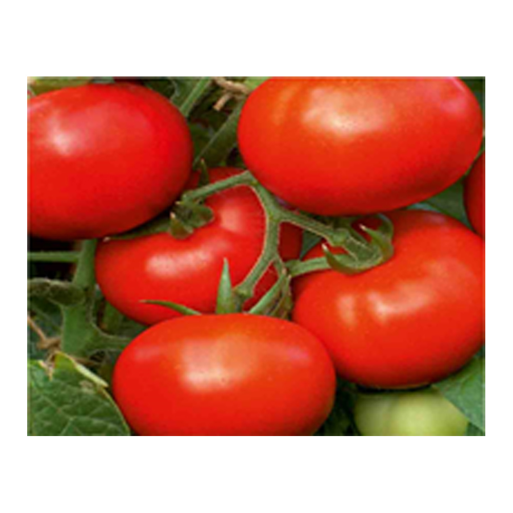 Tomato Unisem – Kapila from KissanPro