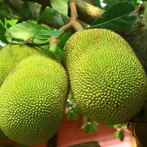 Green Jack Fruit vegetable for Cooking from Hakim vegetable and fruit supplier 