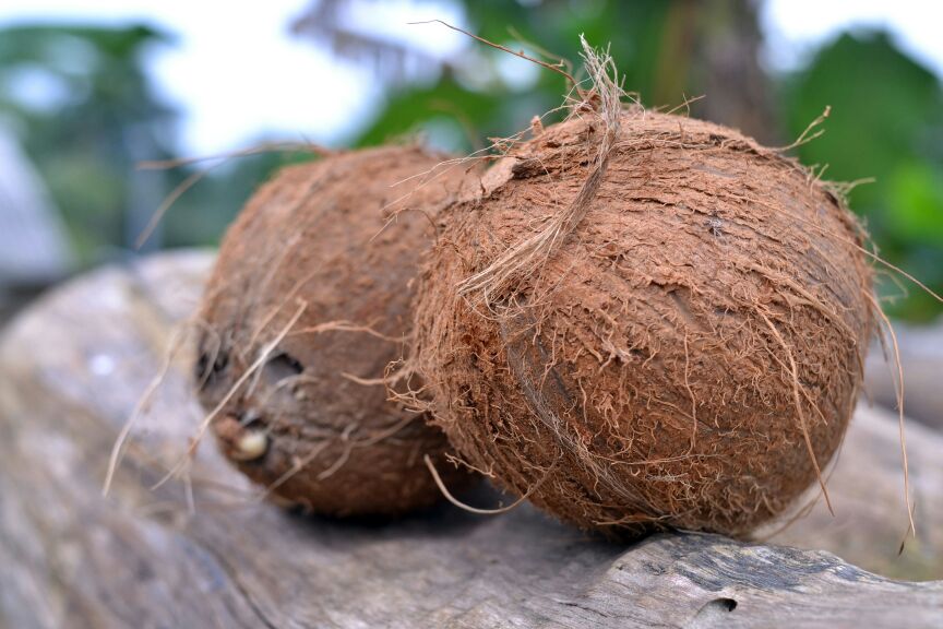 Semi husked coconut from Lastin Coconut Market and Logistics Ltd