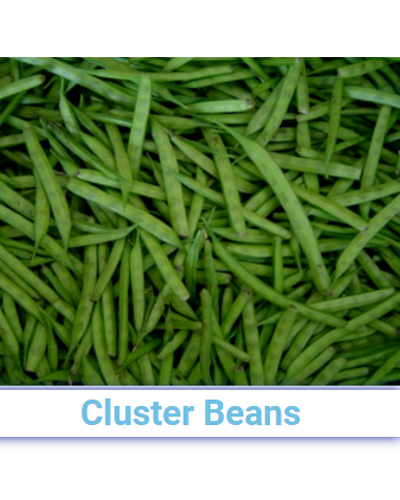 Fresh Cluster Beans - Pan India from SRG EXIM