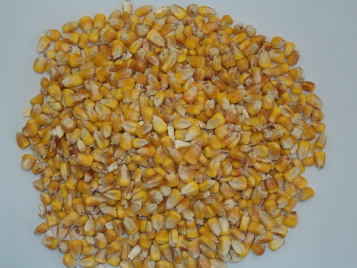 Non GMO Yellow corn for animal feed