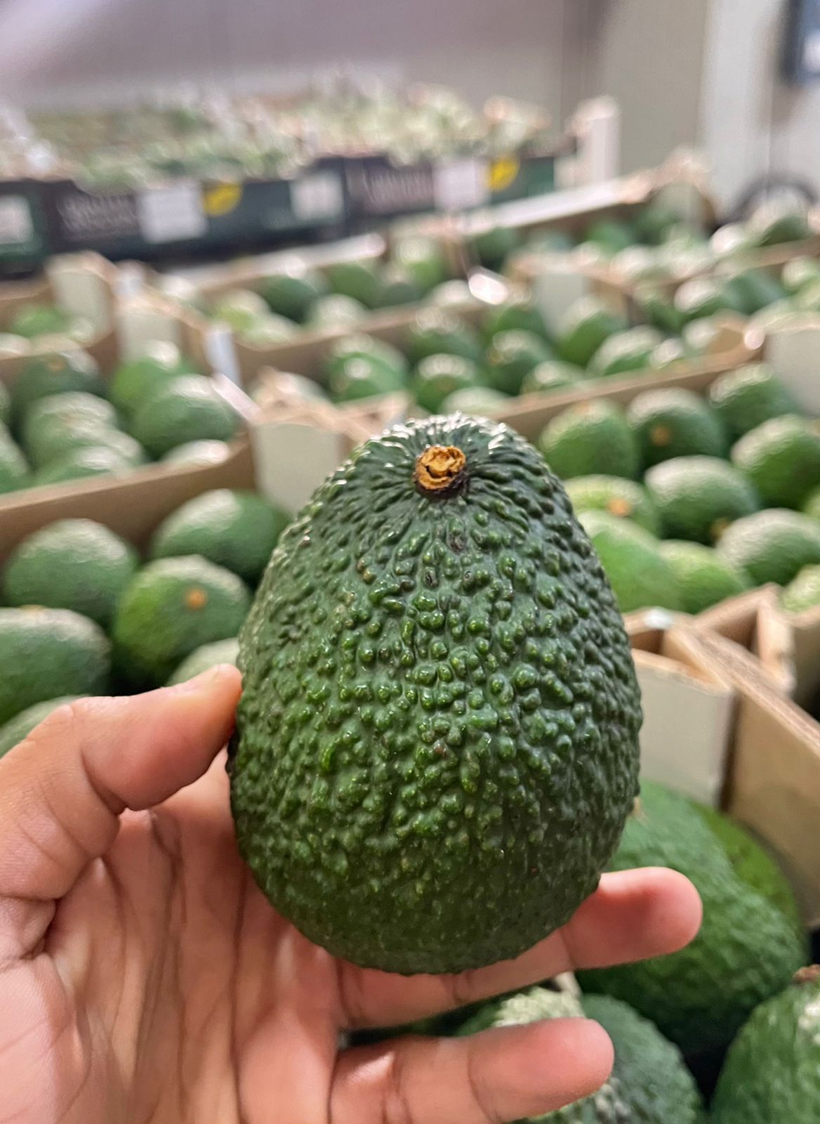 Avocado Fruit  from Abacate International