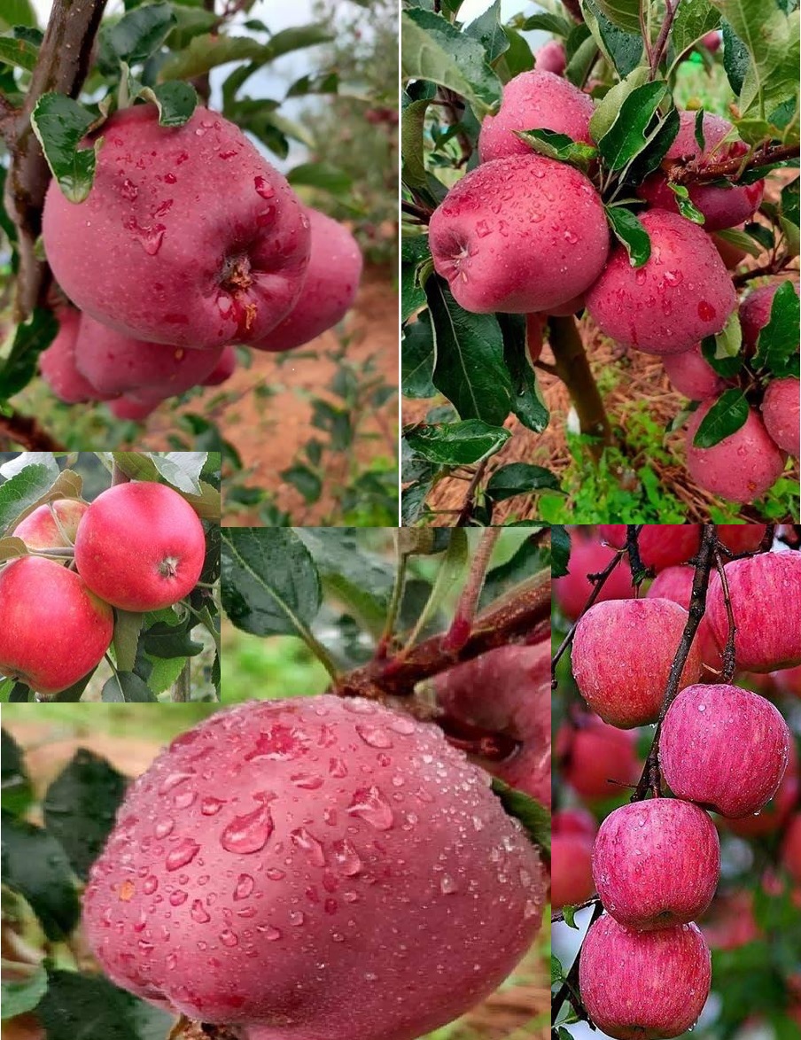 Cashmerian apple seeds from JKMPIC-Seed Store