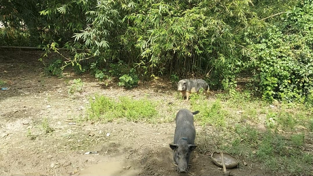 Large Black Pigs - 110kg from Blackpig