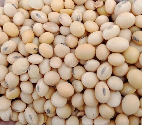 Premium Quality Natural Soybean Seeds