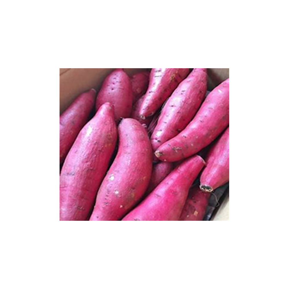 Sweet potato Hybrid from KissanPro