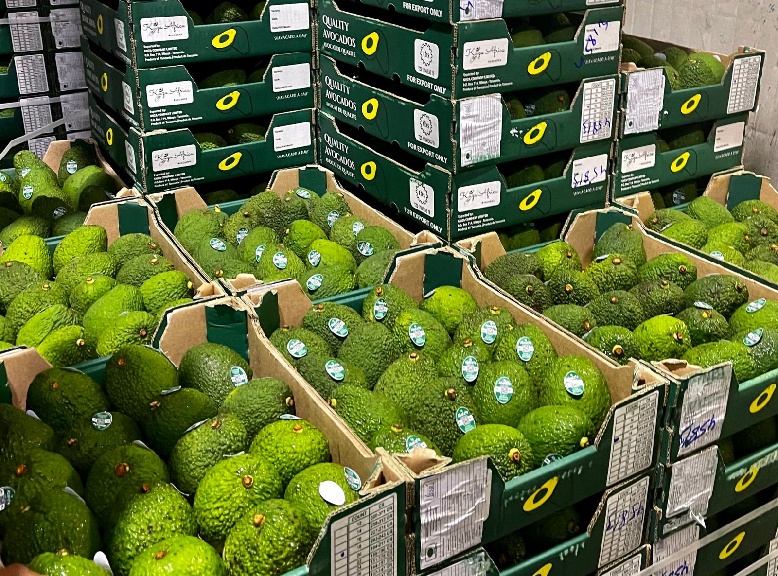  Hass Avocado Fruit  from Abacate International