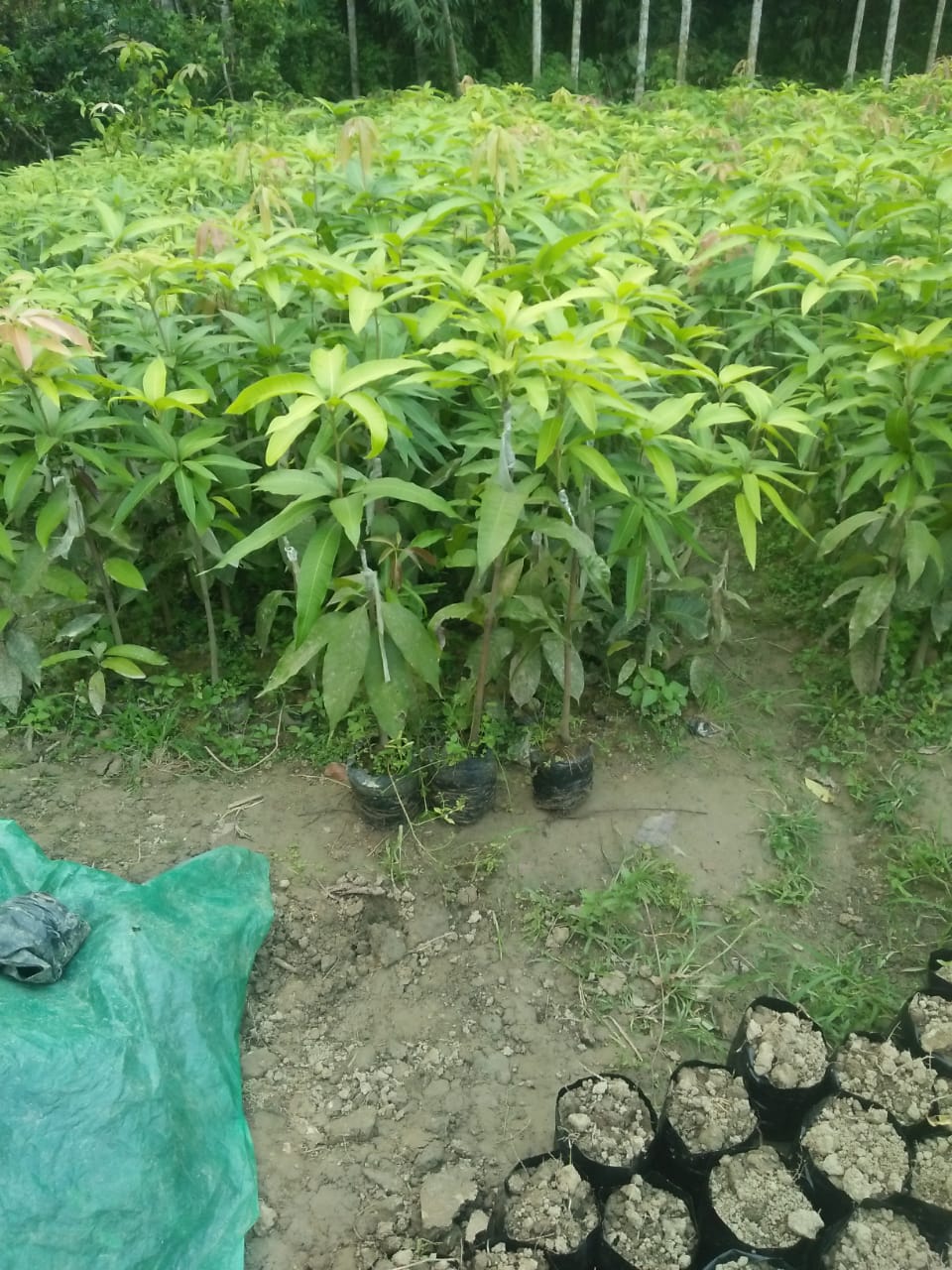 Mango Plant 