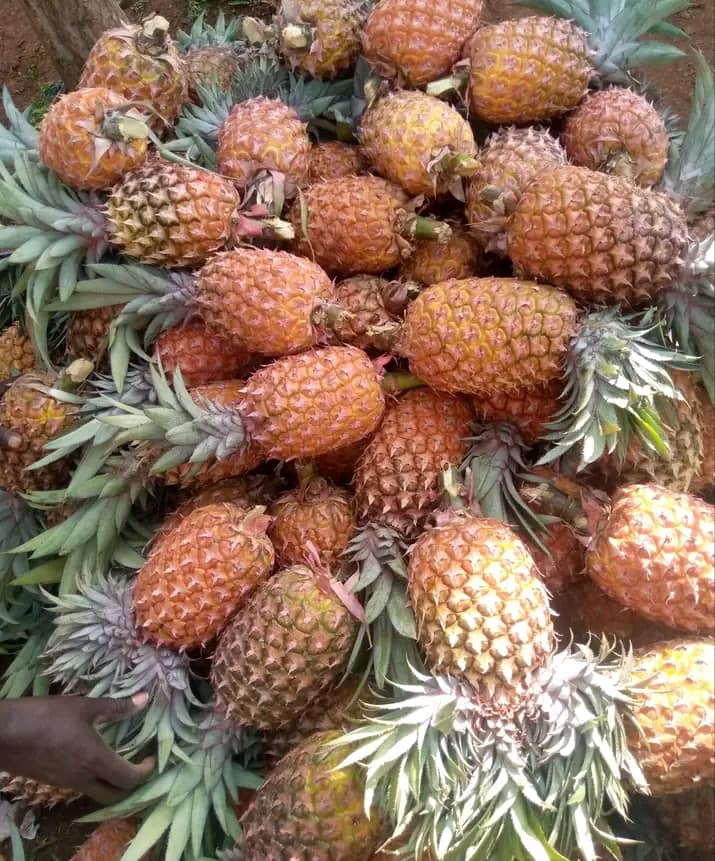 Export quality Pineapple From Ethiopia from SARA BERHANU Import and Export PLC