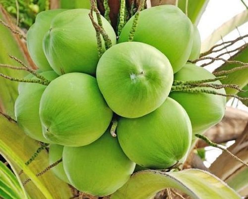 Fresh Green Coconut from Sai Ram Traders