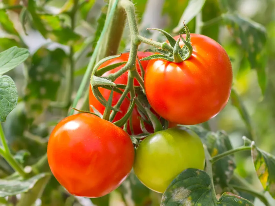 Procure round tomato Packed with Nutrients from Hakim vegetable and fruit supplier 