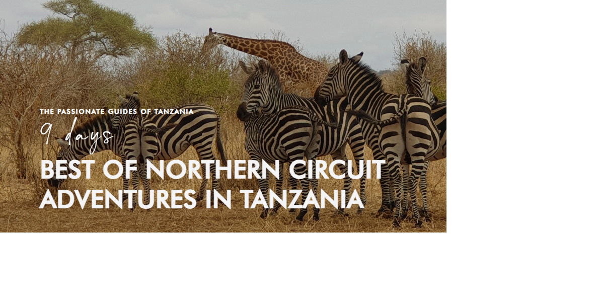 BEST OF NORTHERN CIRCUIT ADVENTURES IN TANZANIA from Passionate Guides Tanzania