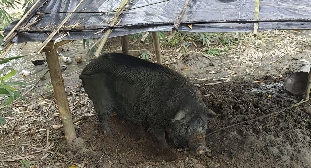 Large Black Pigs - 125kg